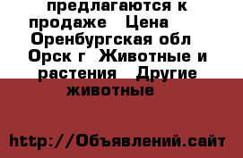 предлагаются к продаже › Цена ­ 1 - Оренбургская обл., Орск г. Животные и растения » Другие животные   